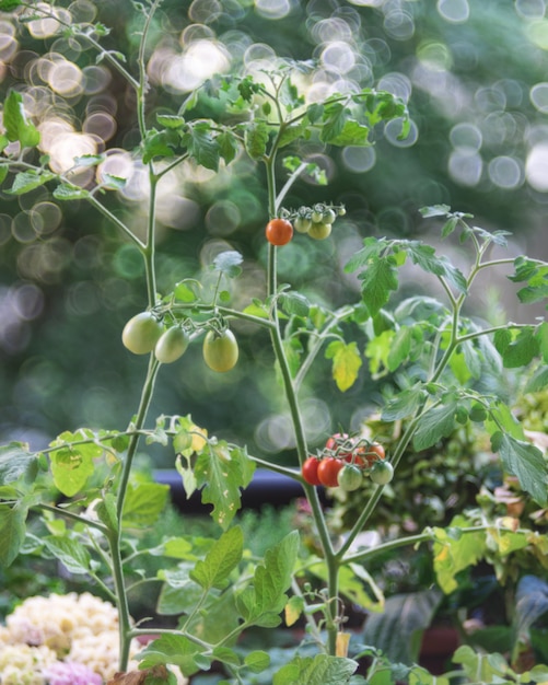 Fresh harvested ripe red tomatoes close up