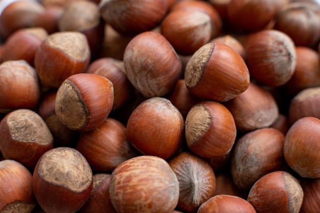 Fresh hazelnut in shell