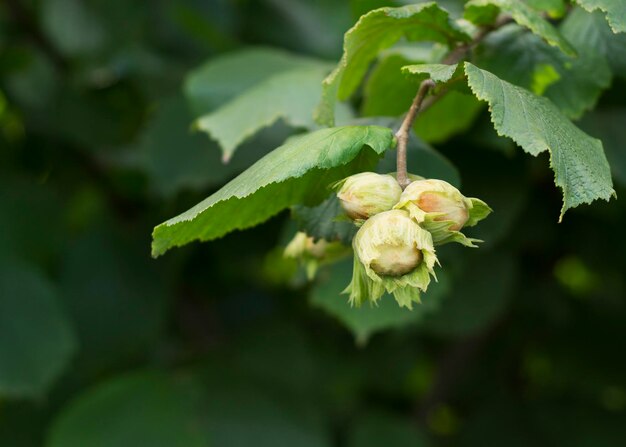 Nocciole fresche su un ramo con foglie verdi 2