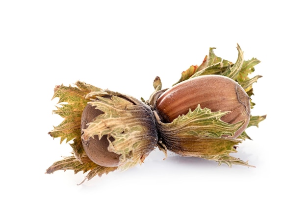 fresh hazelnuts in front of white background