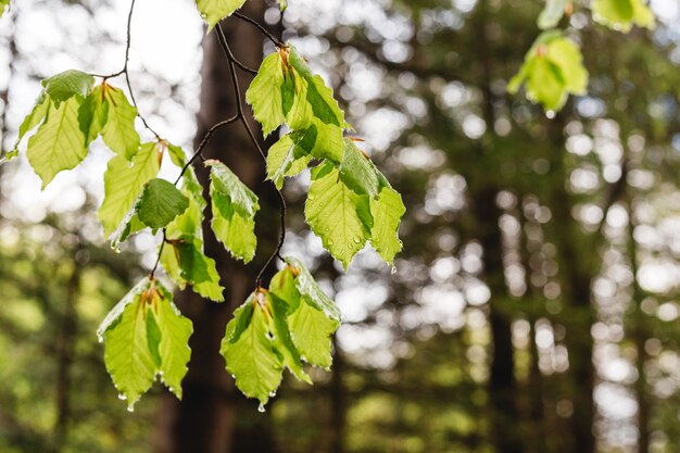 Fresh healthy green bio background with abstract blurred foliage and bright summer sunlight