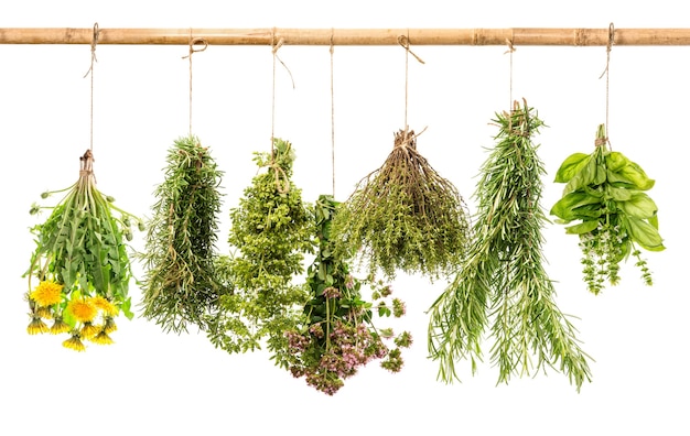 Fresh healthy herbs hanging isolated on white background. rosemary, basil, thyme, oregano, marjoram, dandelion