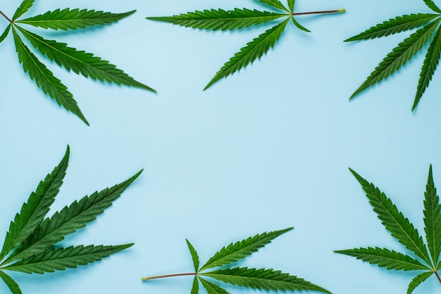 Fresh hemp leaves in the form of a frame on a blue background