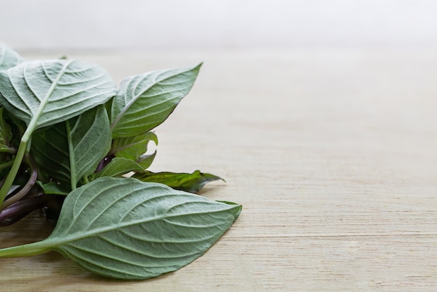 Photo fresh herb, basil on wooden table