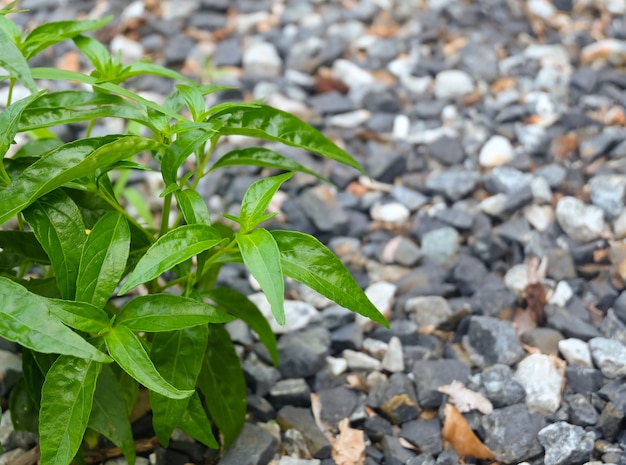 Свежие травяные, кариятские или андрографические растения Paniculata