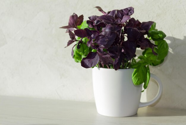 Fresh herbs gardening at kitchen countertop top view of genovese basil