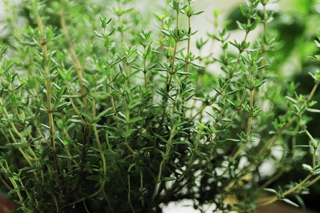 写真 窓辺の植木鉢の新鮮なハーブ