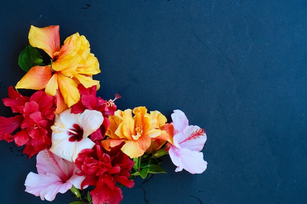 Fresh hibiscus flowers heap on black background with copy space