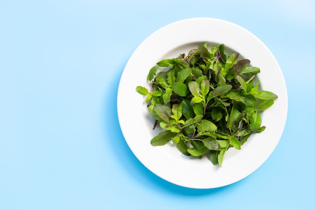 Foto foglie sante fresche del basilico in piatto del piatto