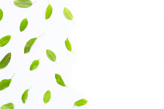 Photo fresh holy basil  leaves on white background. copy space