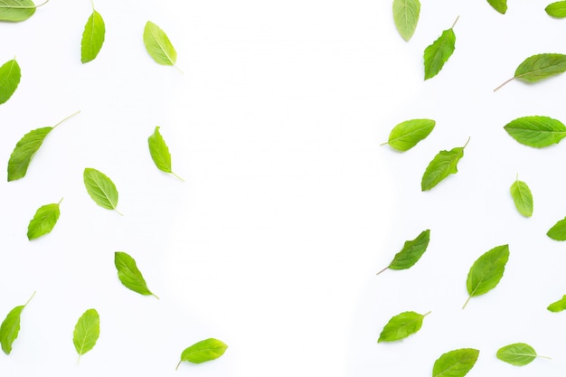 Fresh holy basil  leaves on white background.