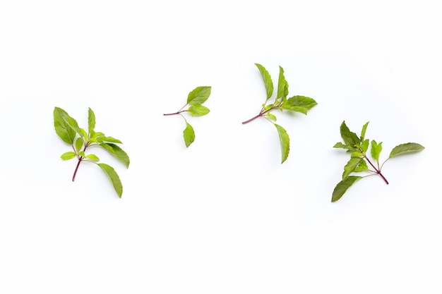 Fresh holy basil  leaves on white.