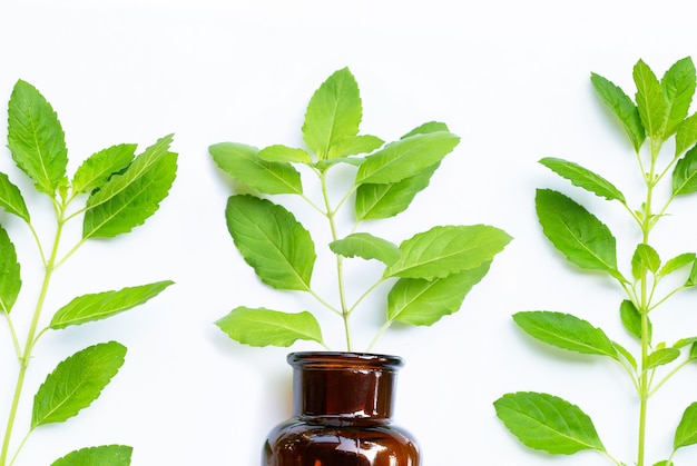 Fresh holy basil leaves with essential oil bottle on white background