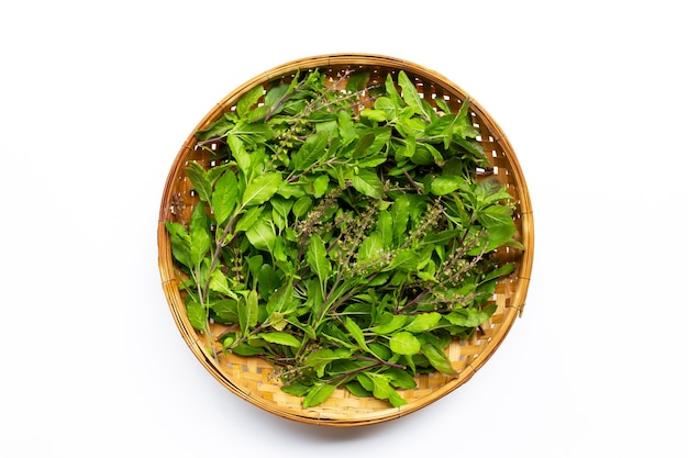 Fresh holy basil leaves in wooden bamboo threshing basket. Top view