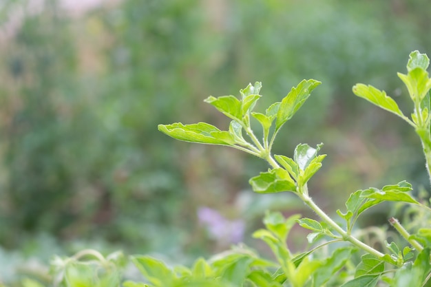 정원, Ocimum tenuiflorum 공장에서 신선한 거룩한 바질 나무