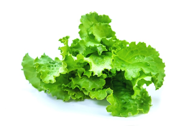 Fresh homemade greens from the garden Isolate Selective focus