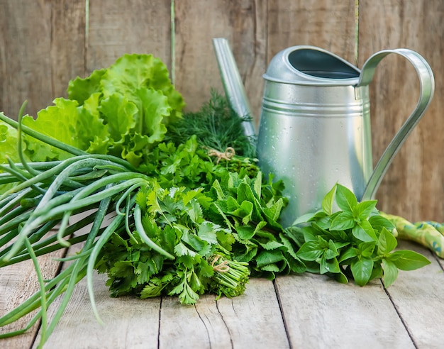 Fresh homemade greens from the garden. Selective focus.