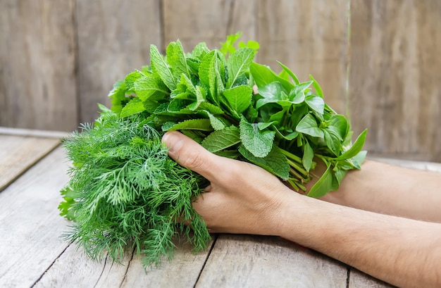 Fresh homemade greens from the garden. Selective focus.