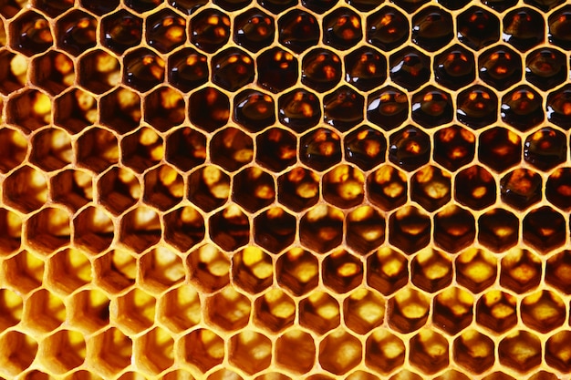 Fresh honey background texture