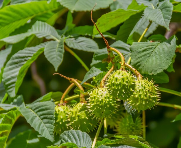 fresh horse chestnuts