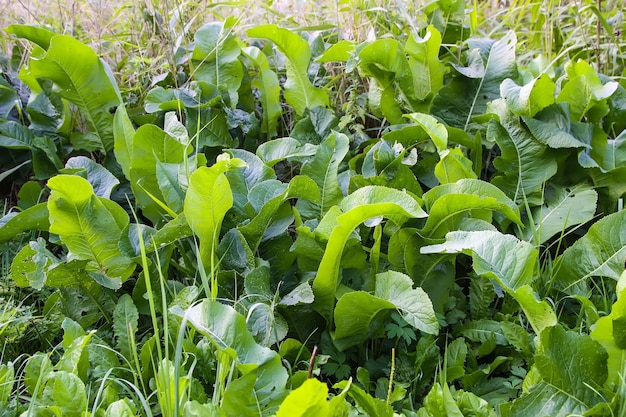 A fresh horseradish growing on kitchengarden