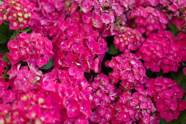 Fresh hortensia bright pink flowers on blur background