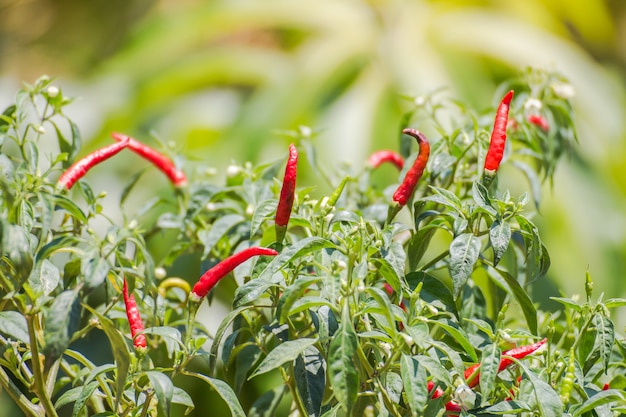 Photo fresh hot chili pepper on tree