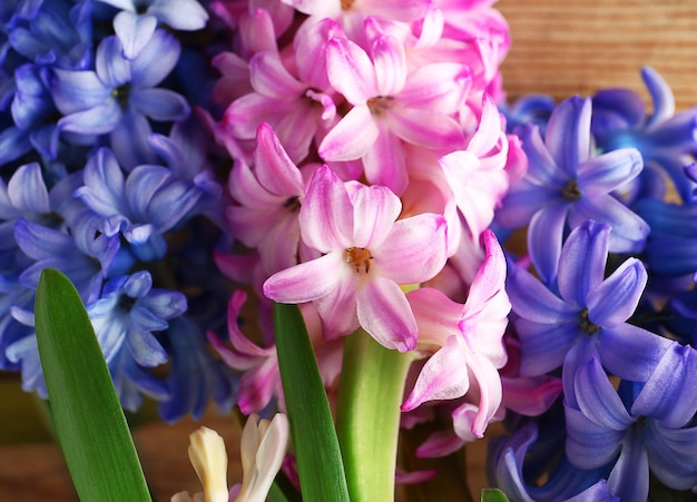 Fresh hyacinth closeup