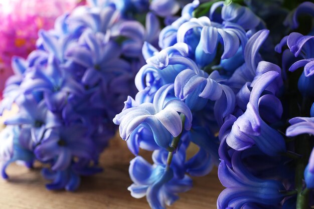 Fresh hyacinth closeup