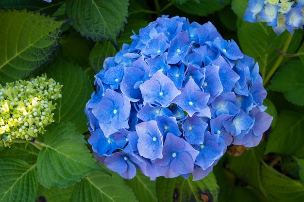 Fresh Hydrangea with dew drops