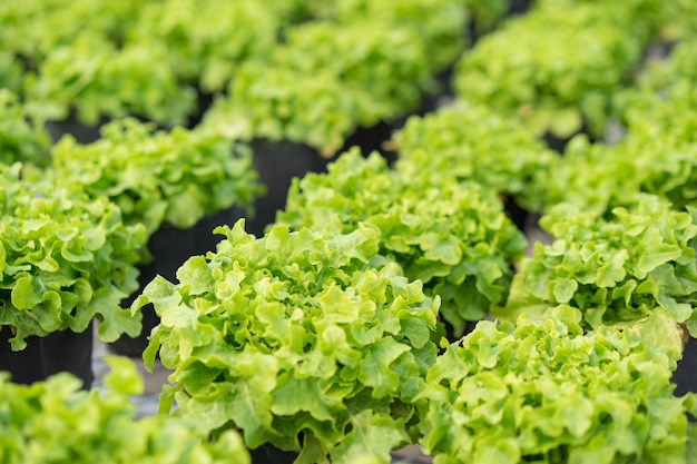 Fresh hydroponic lettuce vegetables in greenhouse.