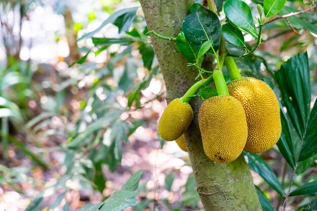 Jackfruit fresco sull'albero di jackfruit con spazio di copia