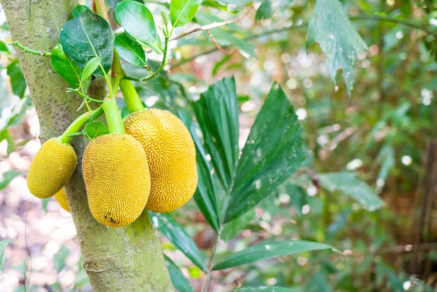 Fresh jackfruit on jackfruit tree