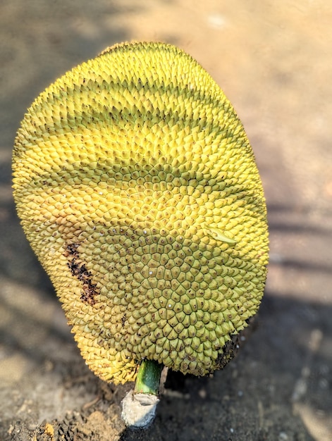 A Fresh jackfruit with isolated