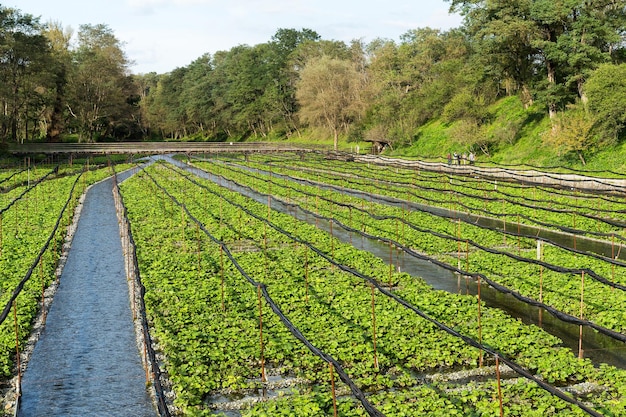 Fresh Japanese Wasabi farm