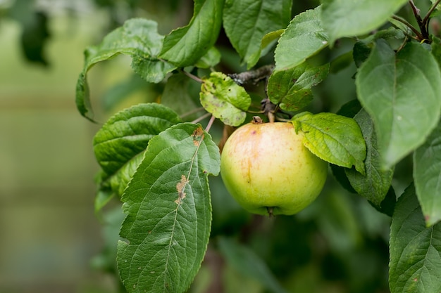 Fresh juicy apples ripening on apple tree branch. Organic fruits in home garden.Ripening young apples on the branches. The garden is growing. Harvest time