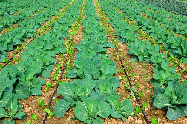 Photo fresh juicy cabbage and lettuce are grown on the field. selective focus.