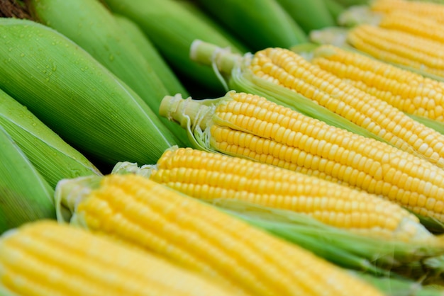 Fresh juicy corn cob