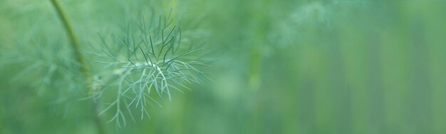 Fresh juicy dill branches closeup Useful vegetarian spices