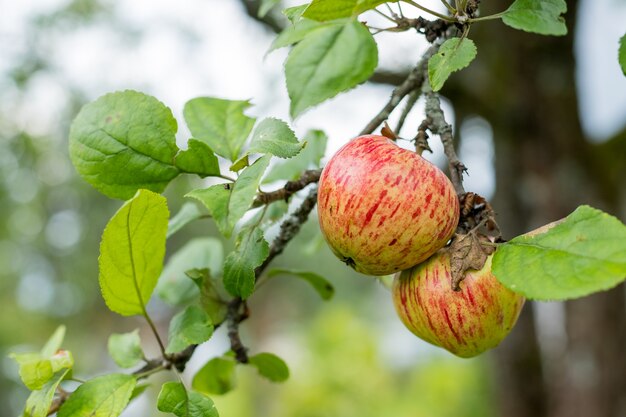 Fresh juicy fruits ripening on apple tree branch. Organic fruits in home garden.Green apples with pink stripes growing on a column apple tree