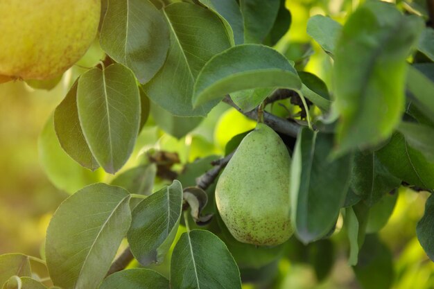 Fresh juicy pear on tree in garden closeup