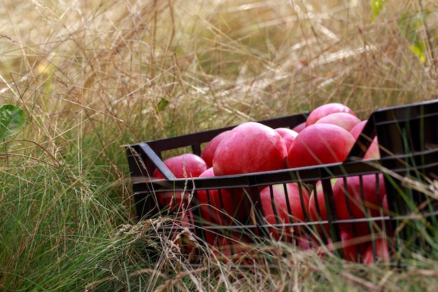 Photo fresh juicy red apples