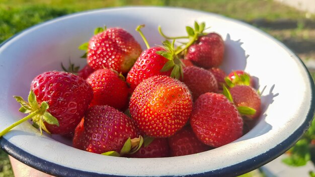 Свежие сочные спелые вкусные органические клубники в старой металлической миске на открытом воздухе в солнечный летний день. Клубника красные свежие ягоды и сладкие сочные фрукты.