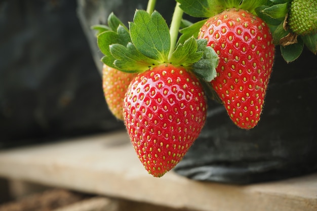 fresh juicy strawberry fruit on hand in local organic farm