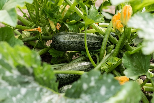 Fresh juicy vegetable marrows grow on a bush in a kitchen garden