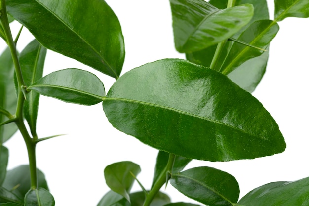 Fresh Kaffir lime leaves close up