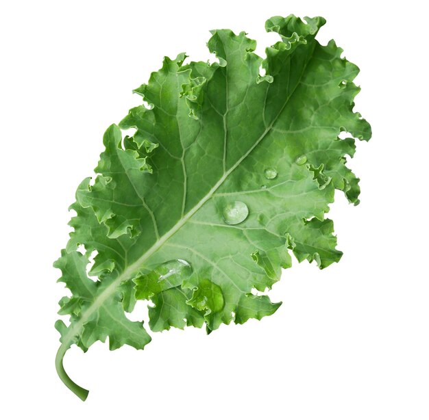 Fresh kale isolated on white background