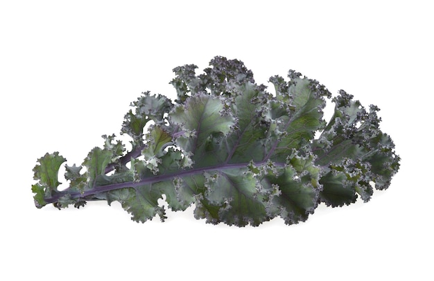 Photo fresh kale leaf for salad vegetable isolated on white background