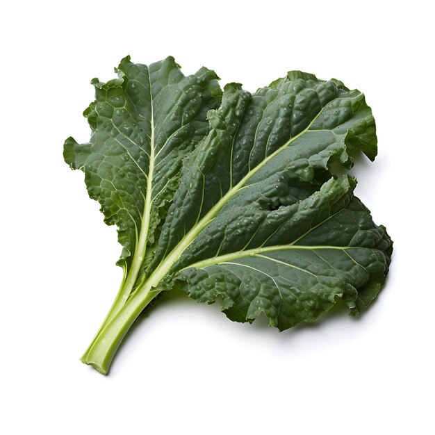 fresh kale leaf on white background