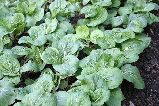 Fresh kale in straw garden